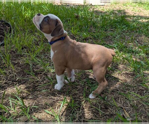 Medium Photo #7 Olde English Bulldogge Puppy For Sale in AUSTIN, TX, USA