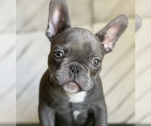 French Bulldog Puppy for Sale in LILBURN, Georgia USA