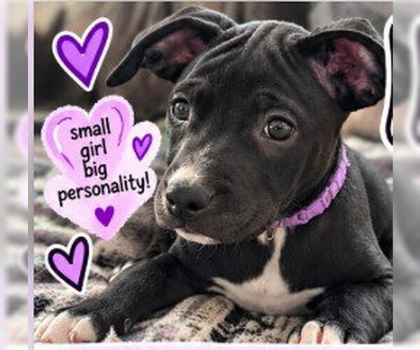 Medium Photo #1 American Pit Bull Terrier-American Staffordshire Terrier Mix Puppy For Sale in Frankenmuth, MI, USA