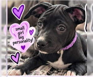 American Pit Bull Terrier-American Staffordshire Terrier Mix Dogs for adoption in Frankenmuth, MI, USA