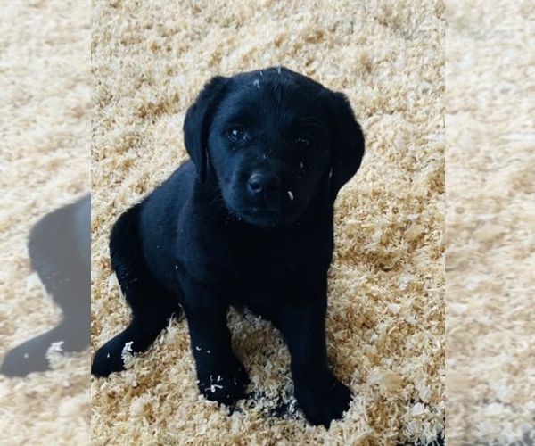 Medium Photo #2 Labrador Retriever Puppy For Sale in TEHACHAPI, CA, USA
