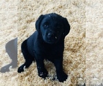Small #1 Labrador Retriever