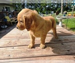 Small #5 Golden Retriever