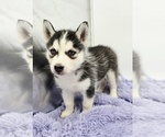 Small #3 Siberian Husky