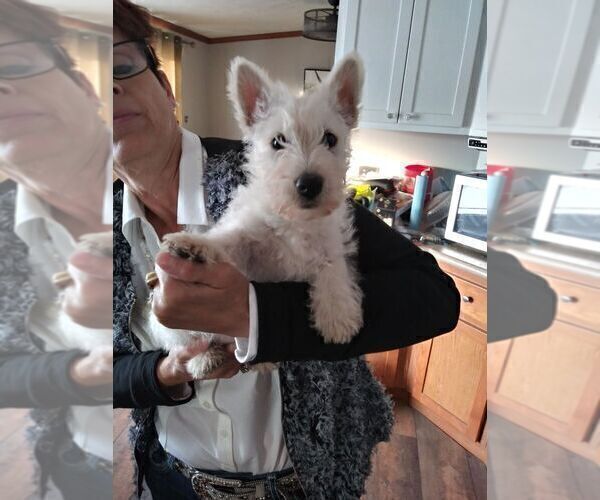 Medium Photo #1 Scottish Terrier Puppy For Sale in WHITEWOOD, SD, USA