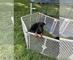 Small #4 Rottweiler