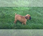 Small #5 Boxer