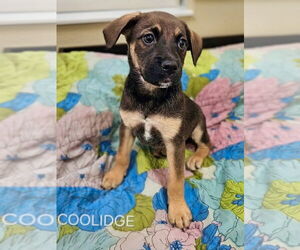 Mutt Dogs for adoption in Maryville, TN, USA
