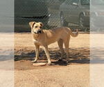 Small #4 Mutt