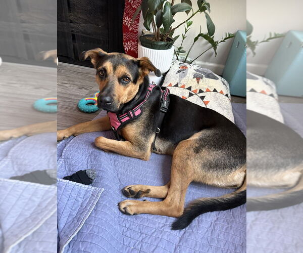 Medium Photo #1 Mutt Puppy For Sale in W Hollywood, CA, USA