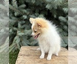 Small #2 Pomeranian