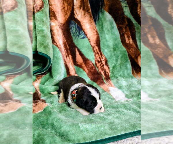 Medium Photo #9 Saint Bernard Puppy For Sale in CONVOY, OH, USA
