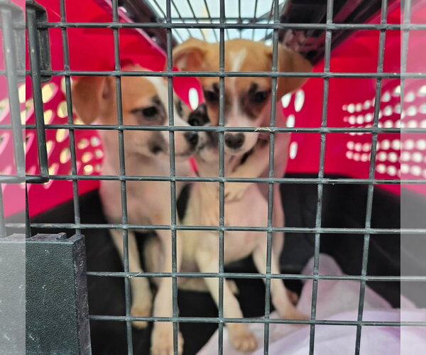 Medium Photo #1 Chihuahua Puppy For Sale in Mukwonago, WI, USA