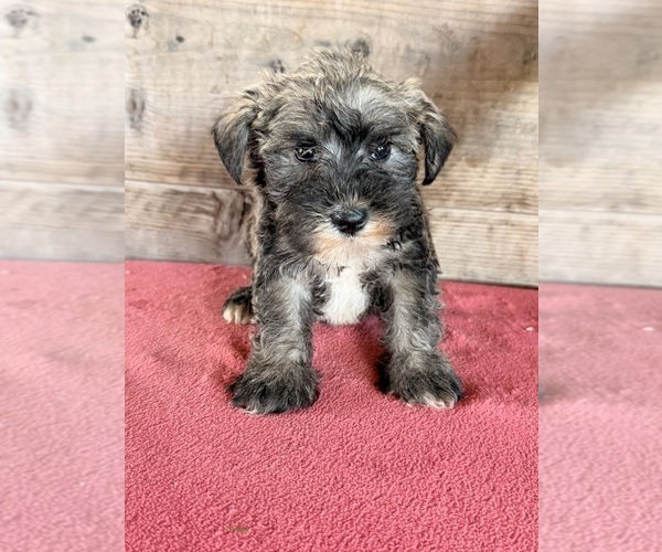 Medium Photo #6 Schnauzer (Miniature) Puppy For Sale in VERMONTVILLE, MI, USA