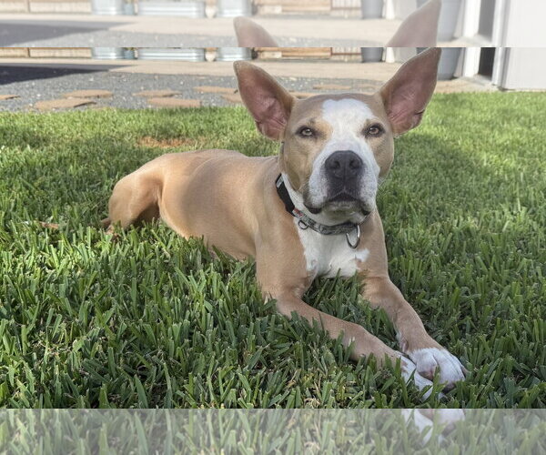Medium Photo #8 American Staffordshire Terrier-Unknown Mix Puppy For Sale in HOUSTON, TX, USA