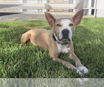 Small #7 American Staffordshire Terrier Mix