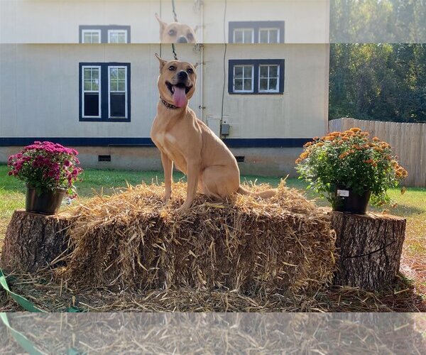 Medium Photo #9 Labrador Retriever-Unknown Mix Puppy For Sale in Mooresville, NC, USA