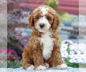 Poodle (Miniature) Puppy for sale in LITITZ, PA, USA