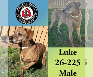 Mountain Cur Dogs for adoption in Georgetown, KY, USA