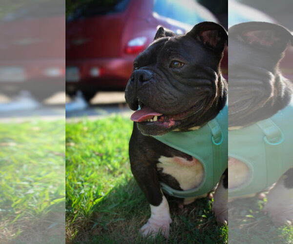 Medium Photo #1 Bulldog-Unknown Mix Puppy For Sale in Calhoun, GA, USA