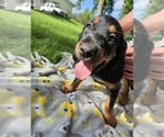 Puppy Puppy 4  Purpl Gordon Setter