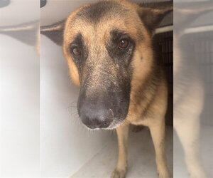 German Shepherd Dog Dogs for adoption in Houston, TX, USA