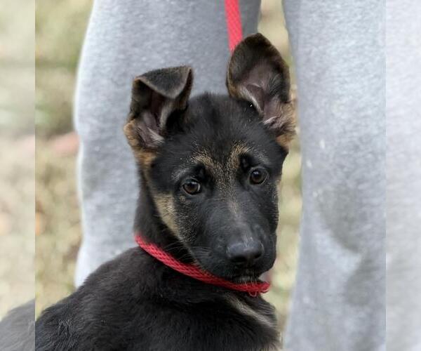Medium Photo #1 German Shepherd Dog-Unknown Mix Puppy For Sale in Yardley, PA, USA