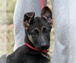Small German Shepherd Dog Mix