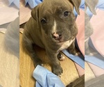 Puppy 4 American Bully-American Pit Bull Terrier Mix