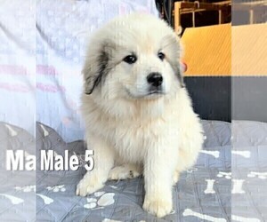 Great Pyrenees Puppy for sale in RUTHER GLEN, VA, USA