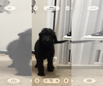 Smokey - Male Shepadoodle Puppy for Sale - Small photo