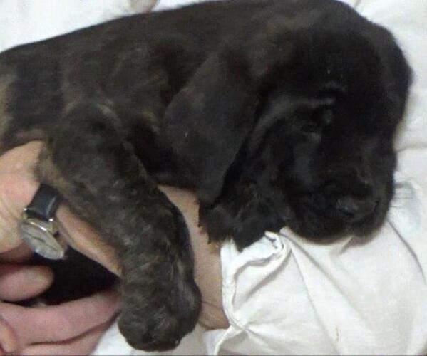Medium Photo #1 American Mastiff Puppy For Sale in PIKETON, OH, USA