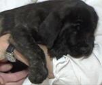 Small Photo #1 American Mastiff Puppy For Sale in PIKETON, OH, USA