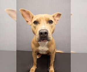 Mutt Dogs for adoption in Hilton Head, SC, USA