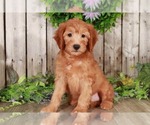 Small Photo #1 Goldendoodle Puppy For Sale in MOUNT VERNON, OH, USA