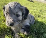 Small Photo #1 Aussiedoodle Miniature  Puppy For Sale in GATESVILLE, TX, USA