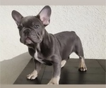 Small French Bulldog