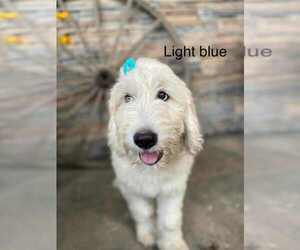 Goldendoodle Litter for sale in HONEY GROVE, PA, USA