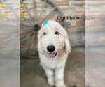 Image preview for Ad Listing. Nickname: Litter of 3