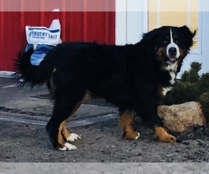 Bernese Mountain Dog Puppy for sale in ATKINSON, NE, USA