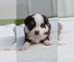 Small #7 Miniature Australian Shepherd