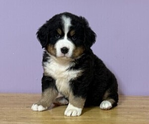 Bernese Mountain Dog Puppy for sale in WITHEE, WI, USA