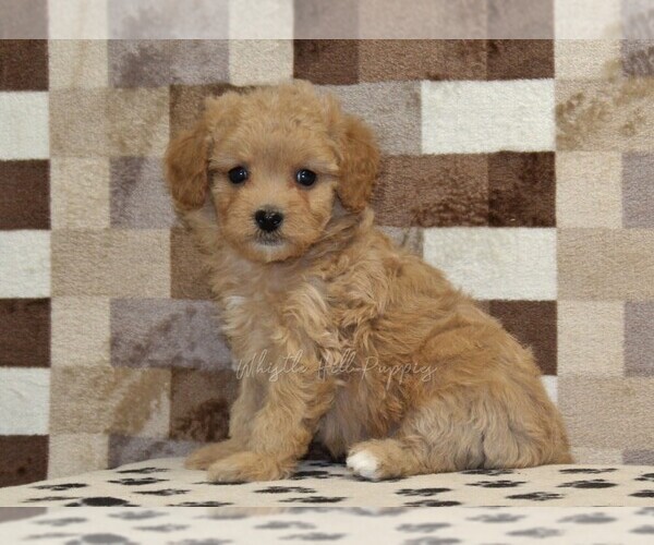 Medium Photo #4 Bernedoodle (Miniature)-Cavapoo (Miniature) Mix Puppy For Sale in DENVER, PA, USA