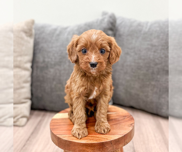 Medium Photo #5 Cavapoo (Miniature) Puppy For Sale in MILLERSBURG, OH, USA