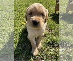 Small Photo #1 Golden Retriever Puppy For Sale in CROSSVILLE, TN, USA
