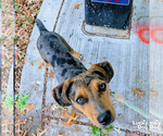 Small Photo #7 Catahoula Leopard Dog-Retriever  Mix Puppy For Sale in Washington, DC, USA