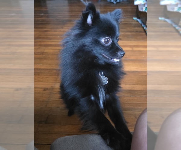 Medium Photo #1 Pomeranian Puppy For Sale in MC CORMICK, SC, USA