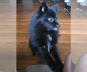 Mother of the Pomeranian puppies born on 07/02/2026