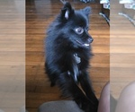 Small Photo #1 Pomeranian Puppy For Sale in MC CORMICK, SC, USA
