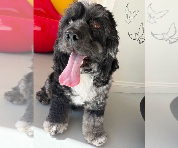 Medium Photo #1 Cocker Spaniel Puppy For Sale in Studio City, CA, USA